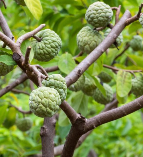 Custard Apple